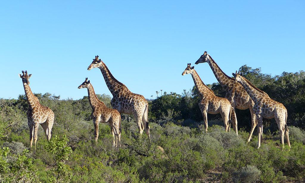 Giraffes