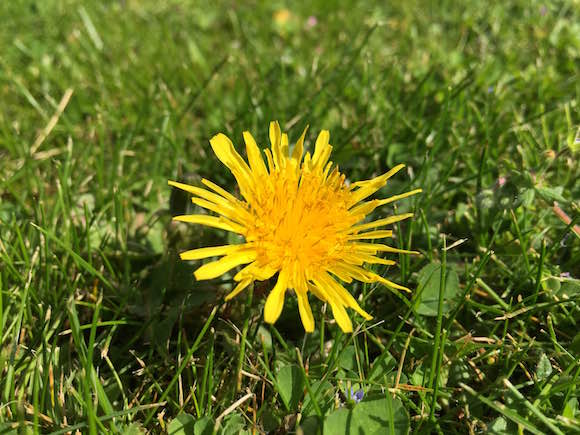 Dandelion