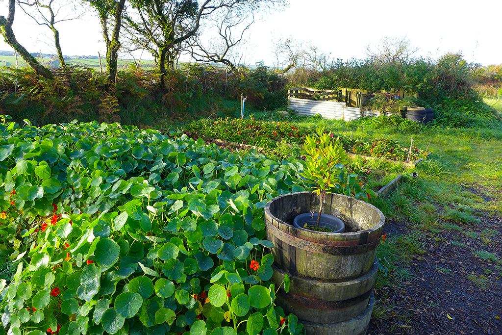 Kitchen garden