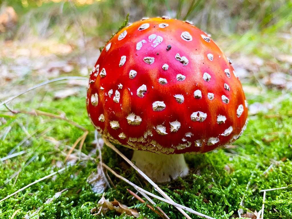 Poisonous Mushroom