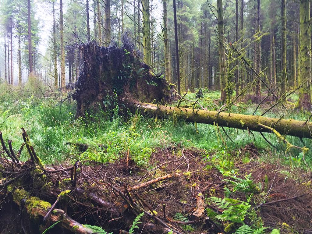 Tree in forest