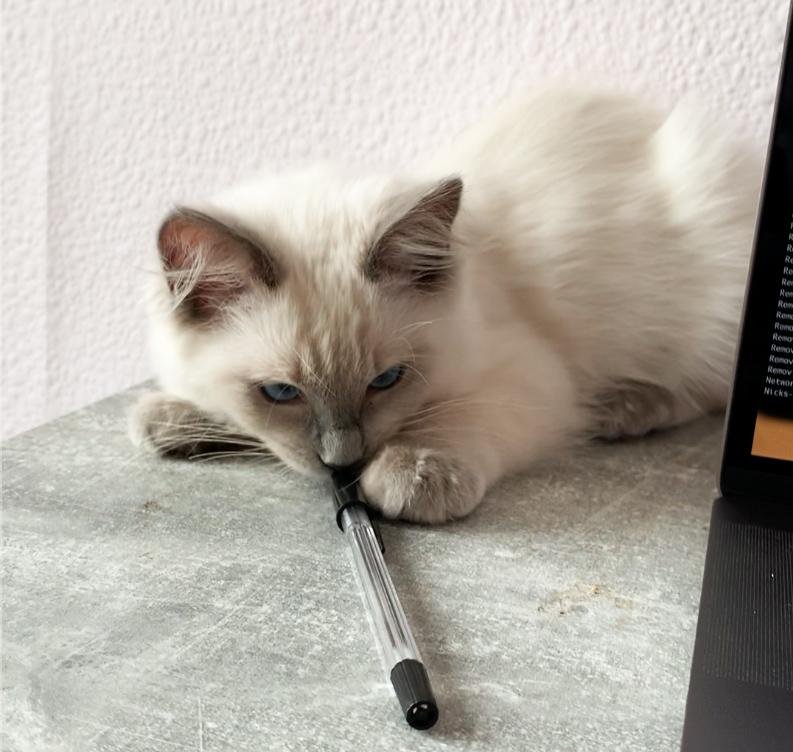 Kitten and pen