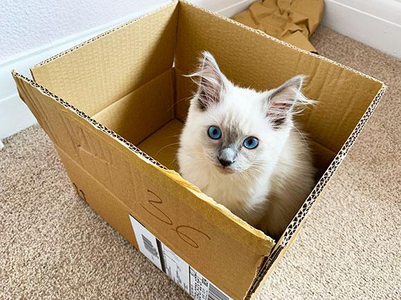 Kitten in a box