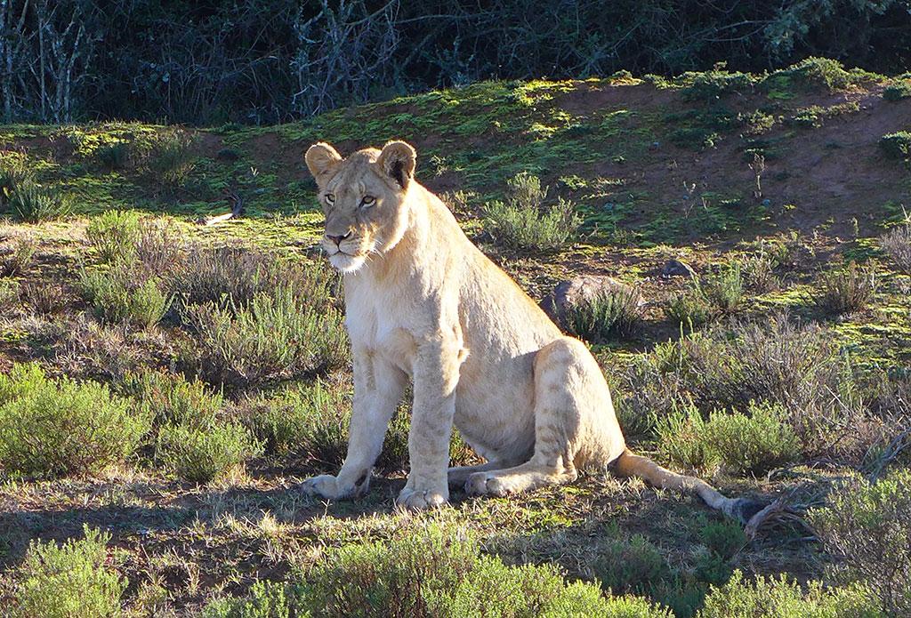 Lioness