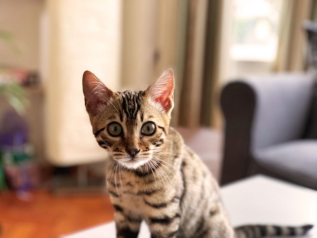 Bengal kitten