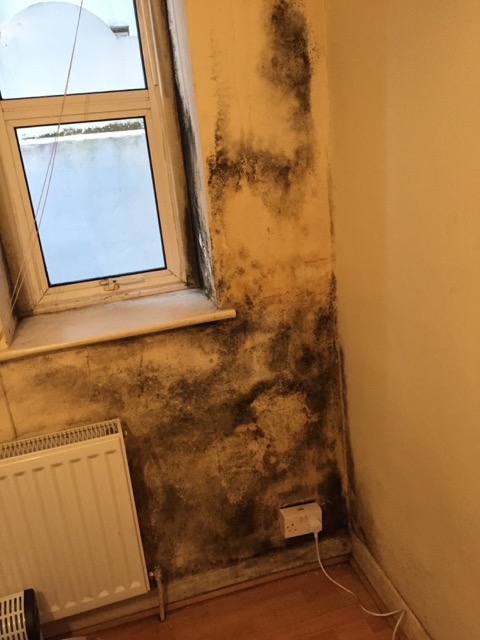 Mouldy Wall