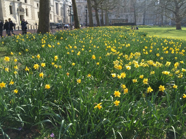 Daffodils