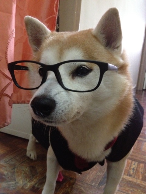 Manic Doge
