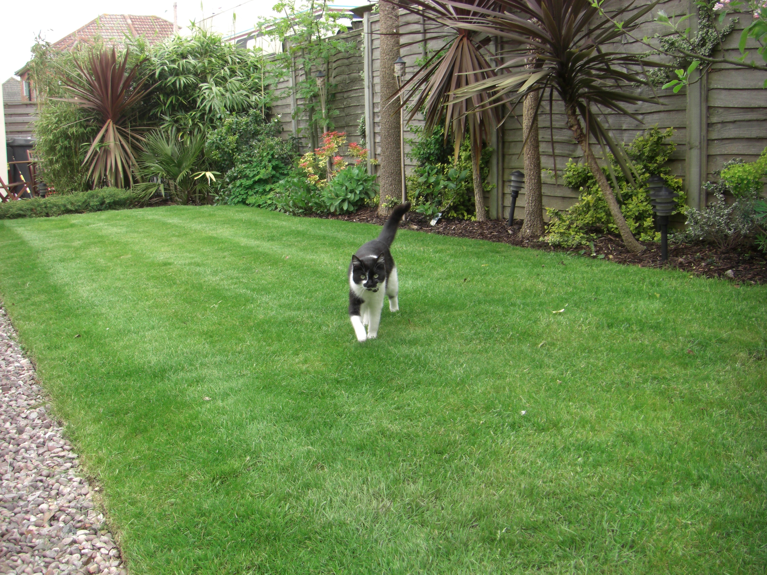 Soft Paws on Soft Grass