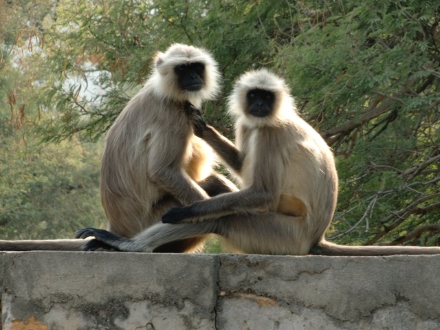 Monkey See Monkey Do