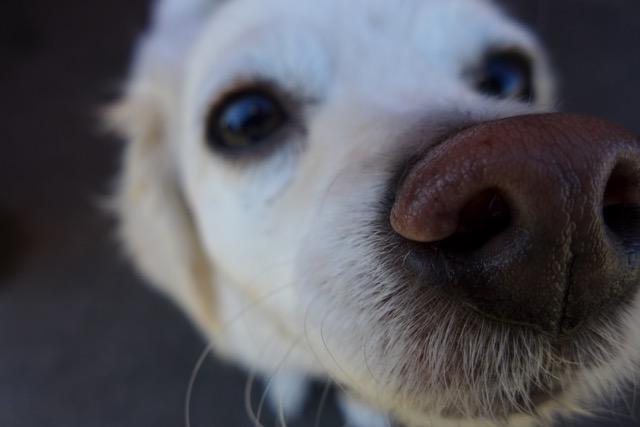 Man’s Best Friend