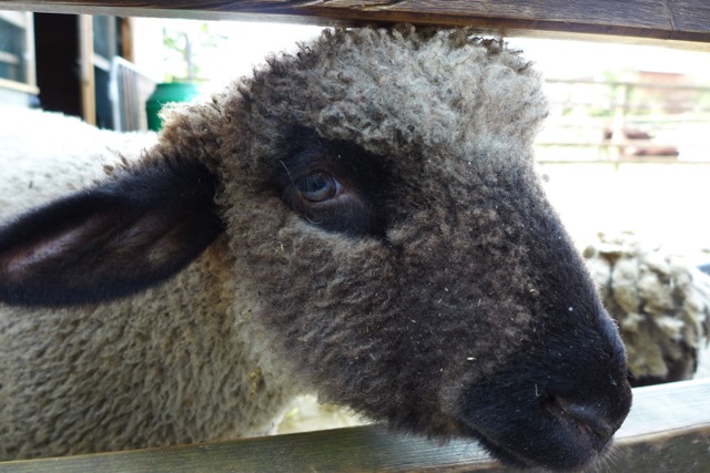 City sheep