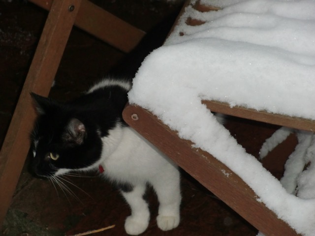 What's the White Stuff?