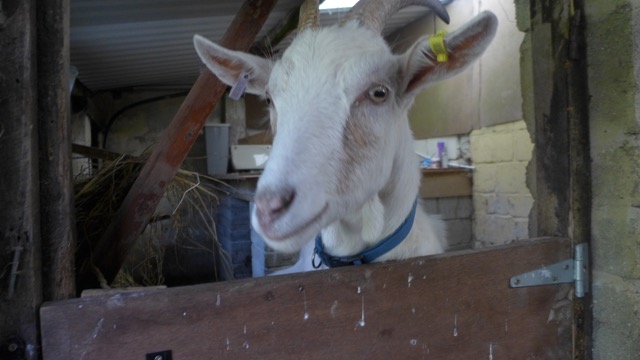 Baa-rn